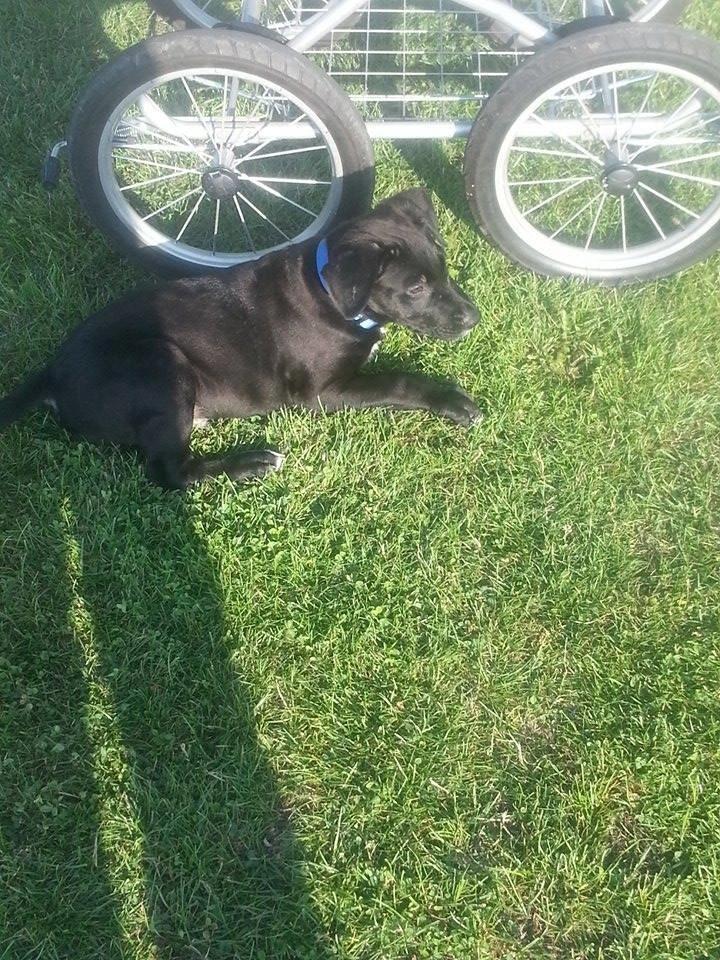 Blanding af racer Rex billede 6