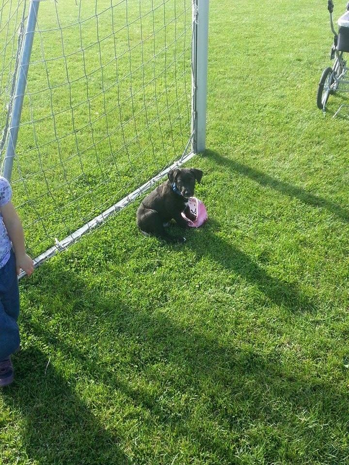 Blanding af racer Rex billede 7