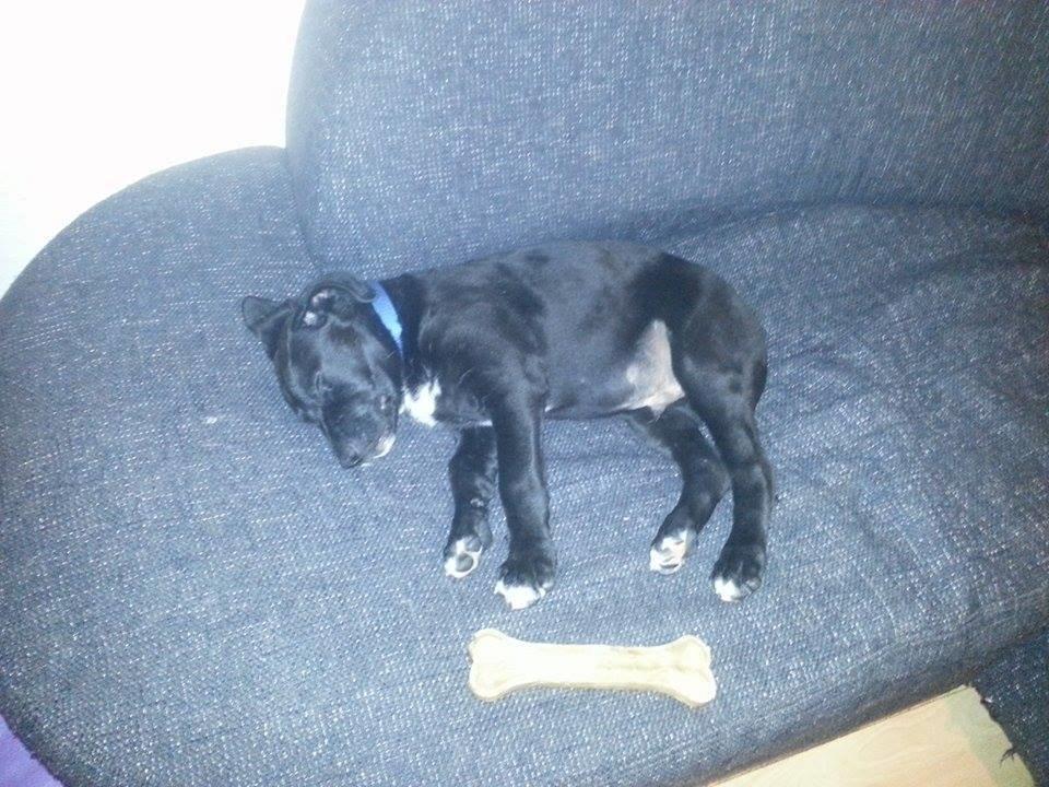 Blanding af racer Rex billede 8