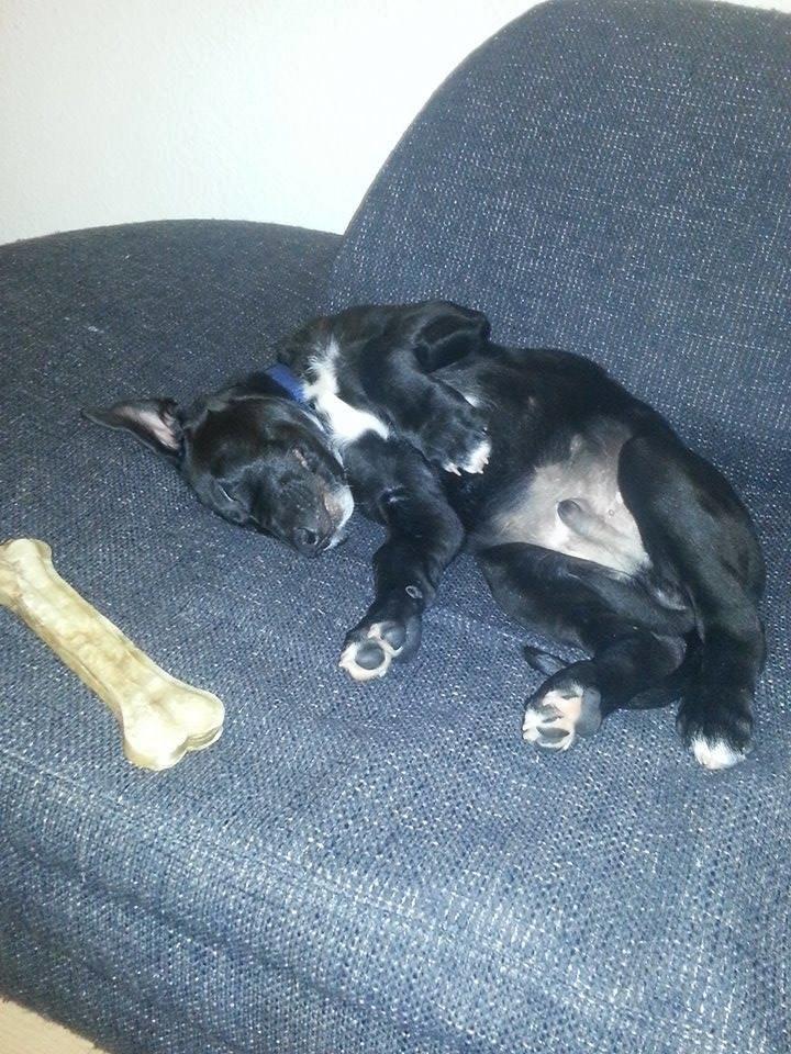 Blanding af racer Rex billede 9