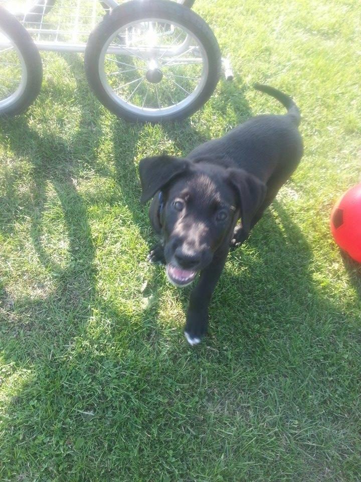 Blanding af racer Rex billede 1