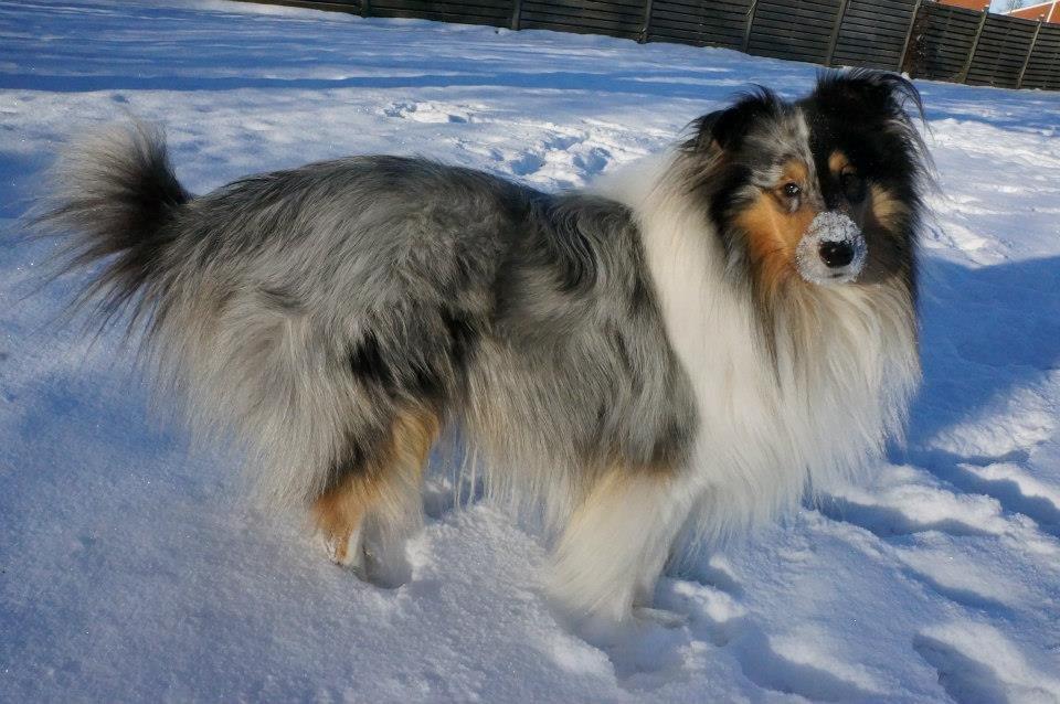 Collie langhåret Zeus billede 9