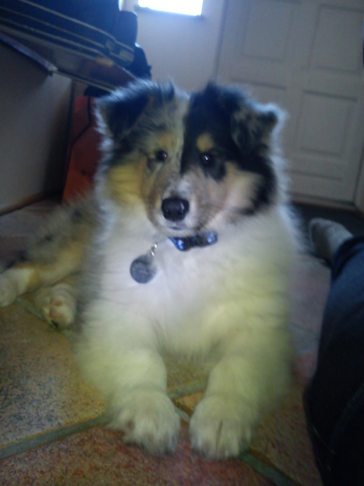 Collie langhåret Zeus billede 15