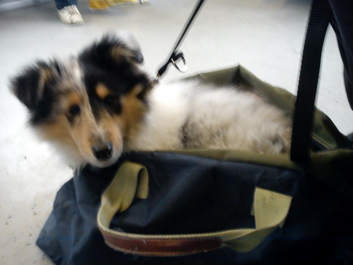 Collie langhåret Zeus billede 16