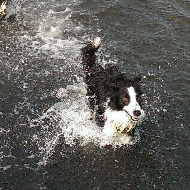 Border collie chang billede 22