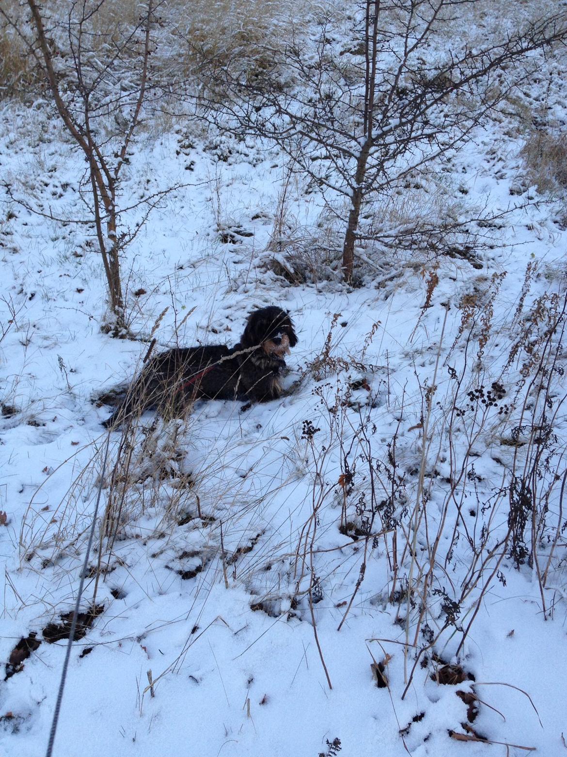 Dværggravhund Sally billede 8