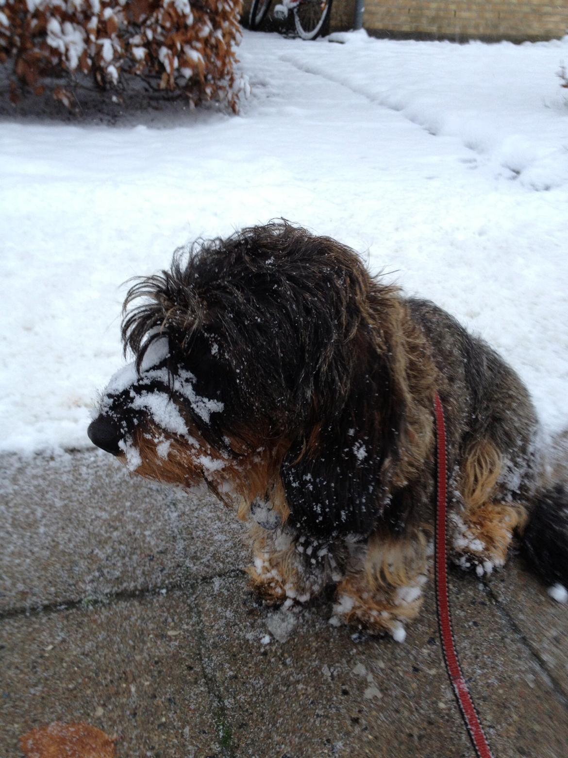 Dværggravhund Sally billede 9