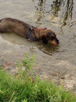 Dværggravhund Sally billede 10