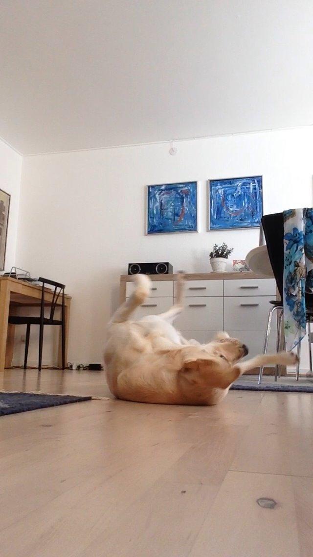 Labrador retriever Coda billede 12