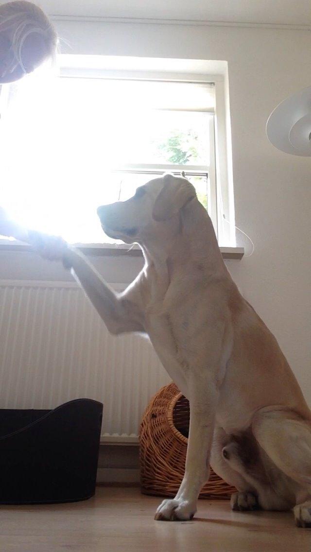 Labrador retriever Coda billede 13