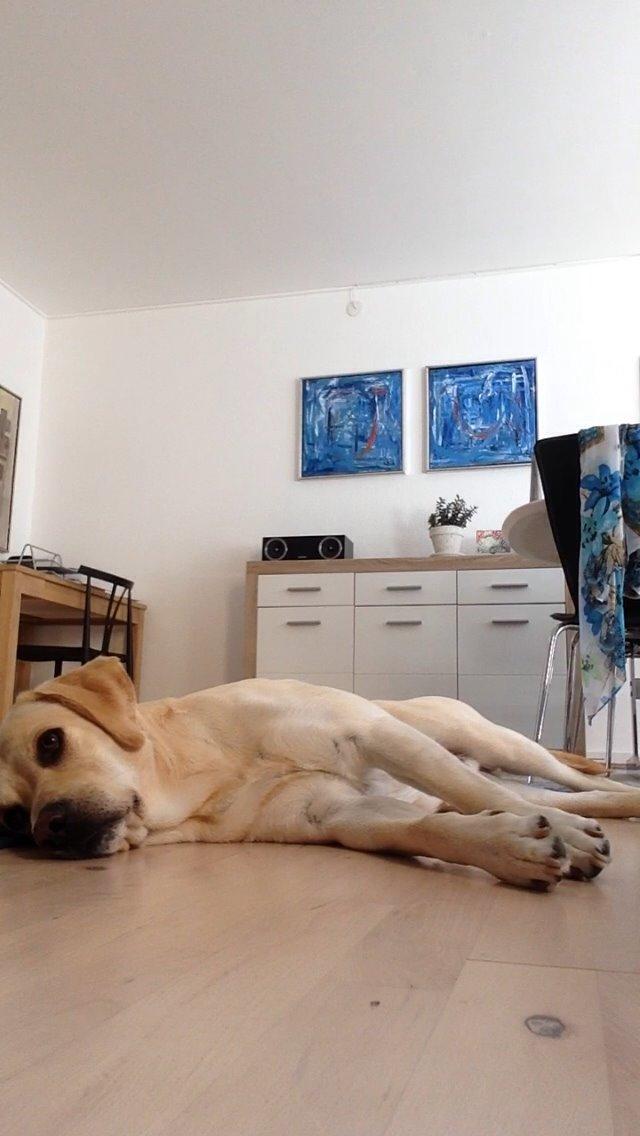 Labrador retriever Coda billede 14