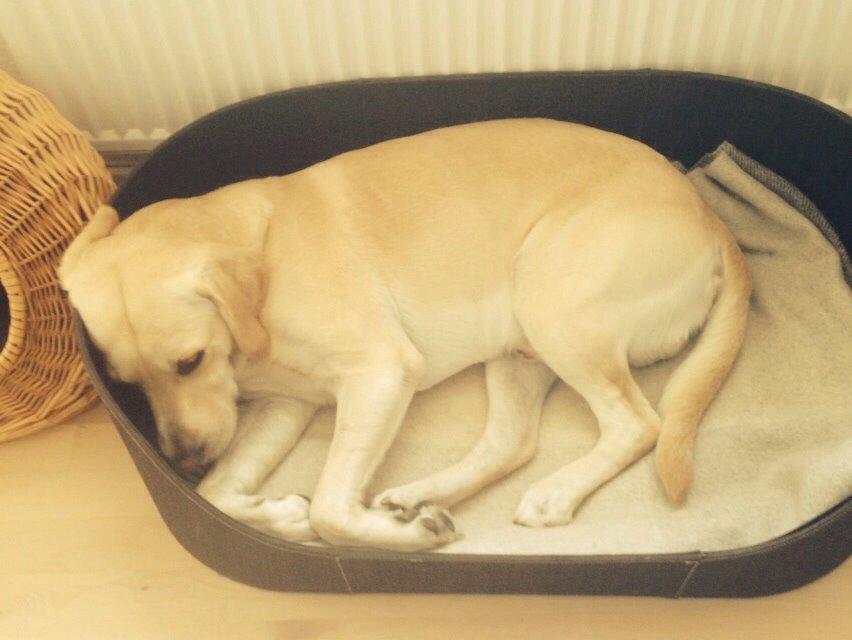 Labrador retriever Coda billede 17