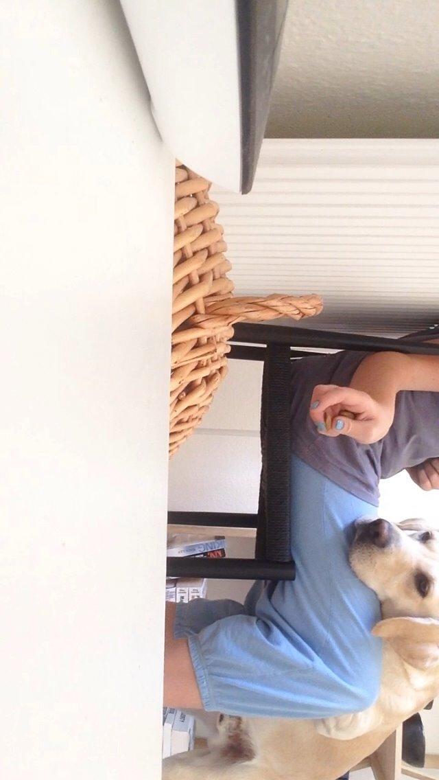 Labrador retriever Coda billede 15