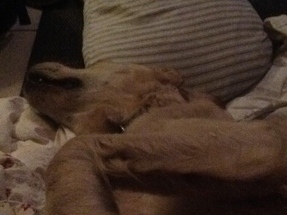 Golden retriever Sally billede 37