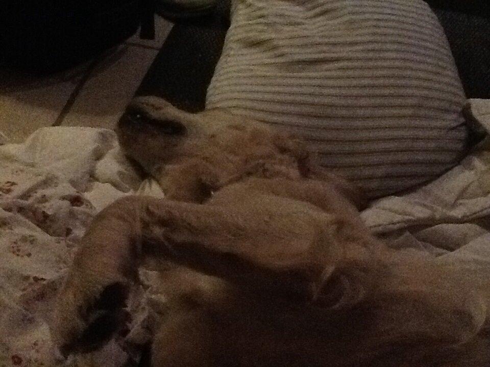 Golden retriever Sally billede 38