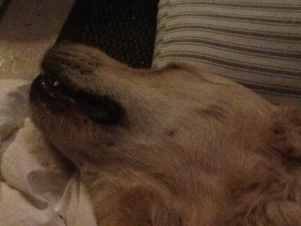 Golden retriever Sally billede 39