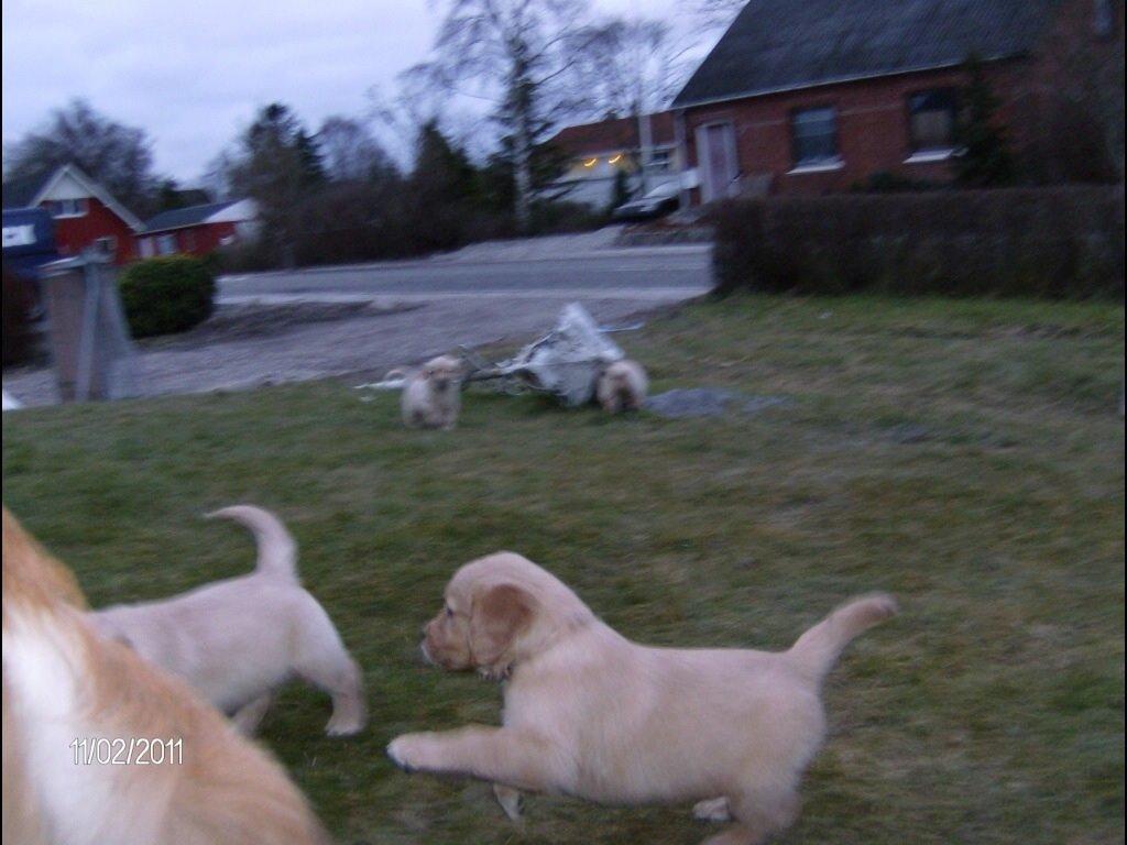 Golden retriever Sally billede 40