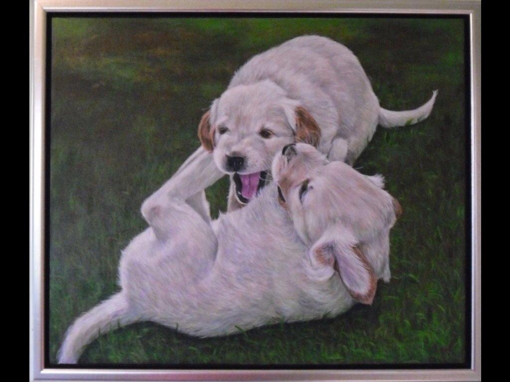 Golden retriever Sally billede 42