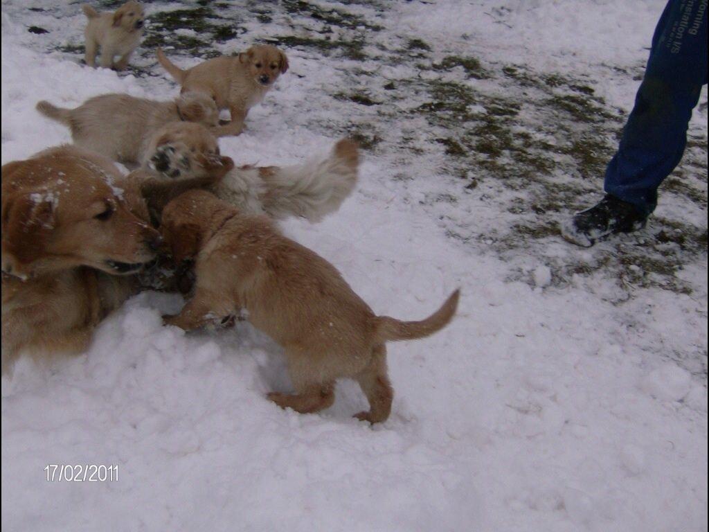 Golden retriever Sally billede 43