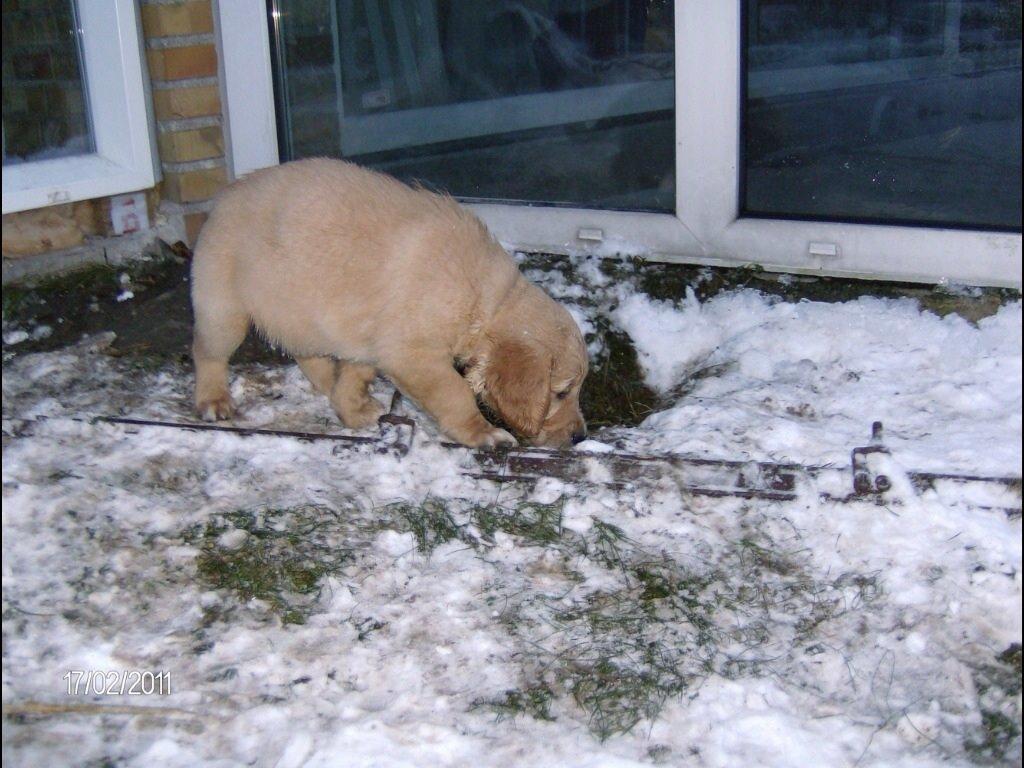 Golden retriever Sally billede 44