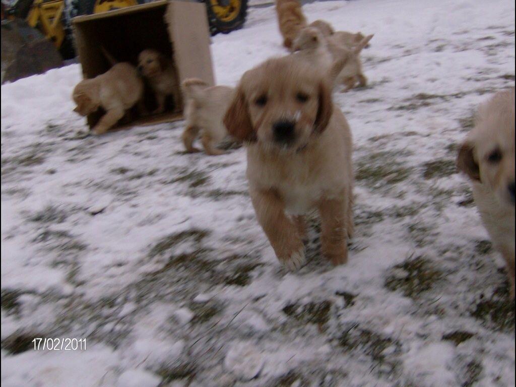 Golden retriever Sally billede 45