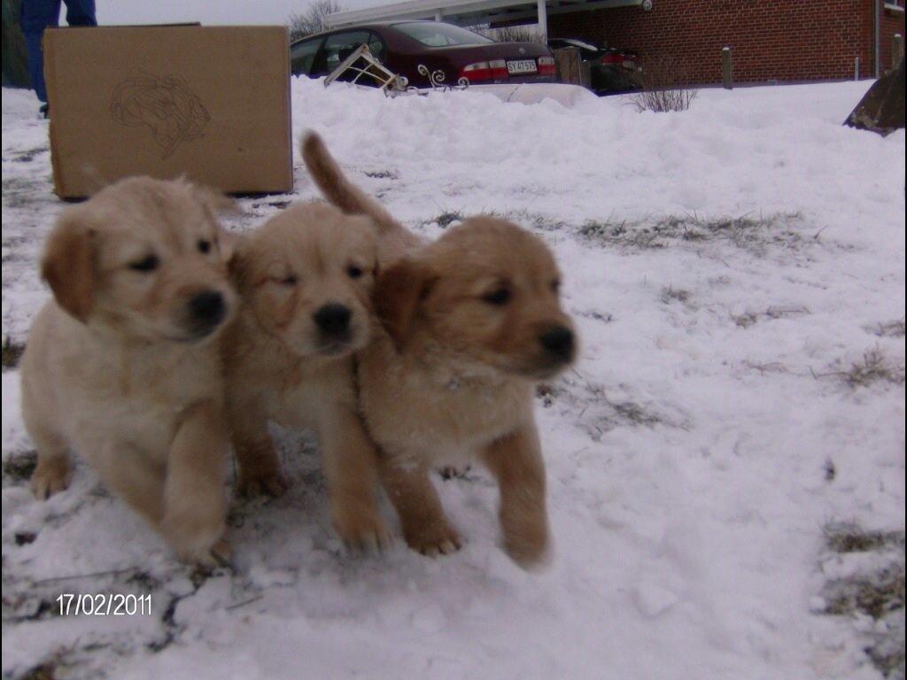 Golden retriever Sally billede 46