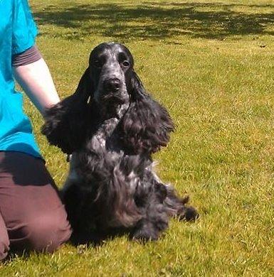 Cocker spaniel Diana - himmelhund billede 5