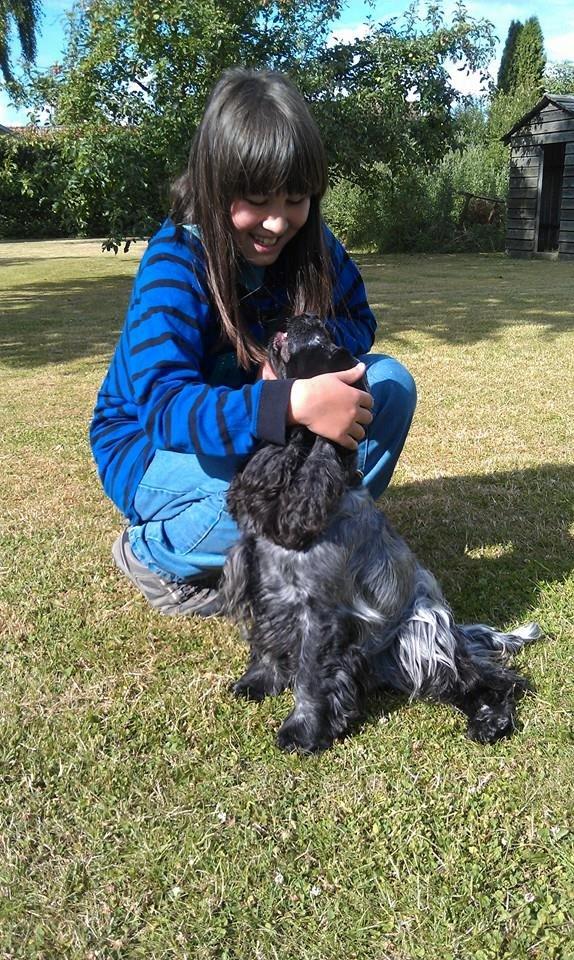 Cocker spaniel Diana - himmelhund billede 27