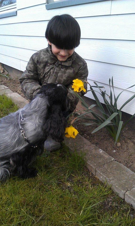 Cocker spaniel Diana - himmelhund billede 28