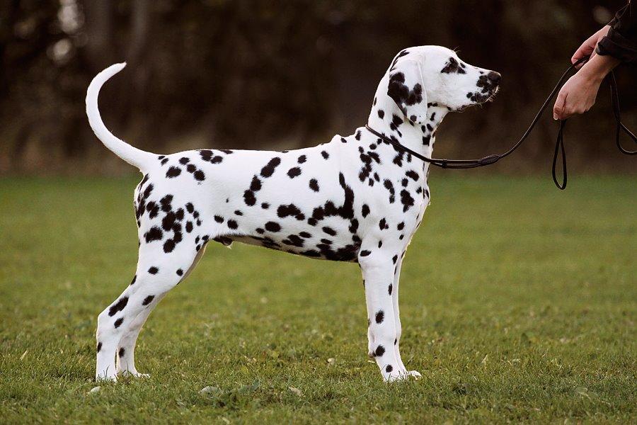 Dalmatiner Hugin (Spotdog's Everything Elegant) - Hugin 5 mdr. gammel billede 27