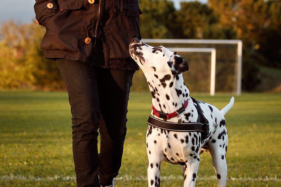 Dalmatiner Hugin (Spotdog's Everything Elegant) - Fri ved fod, 5 mdr. gammel billede 31