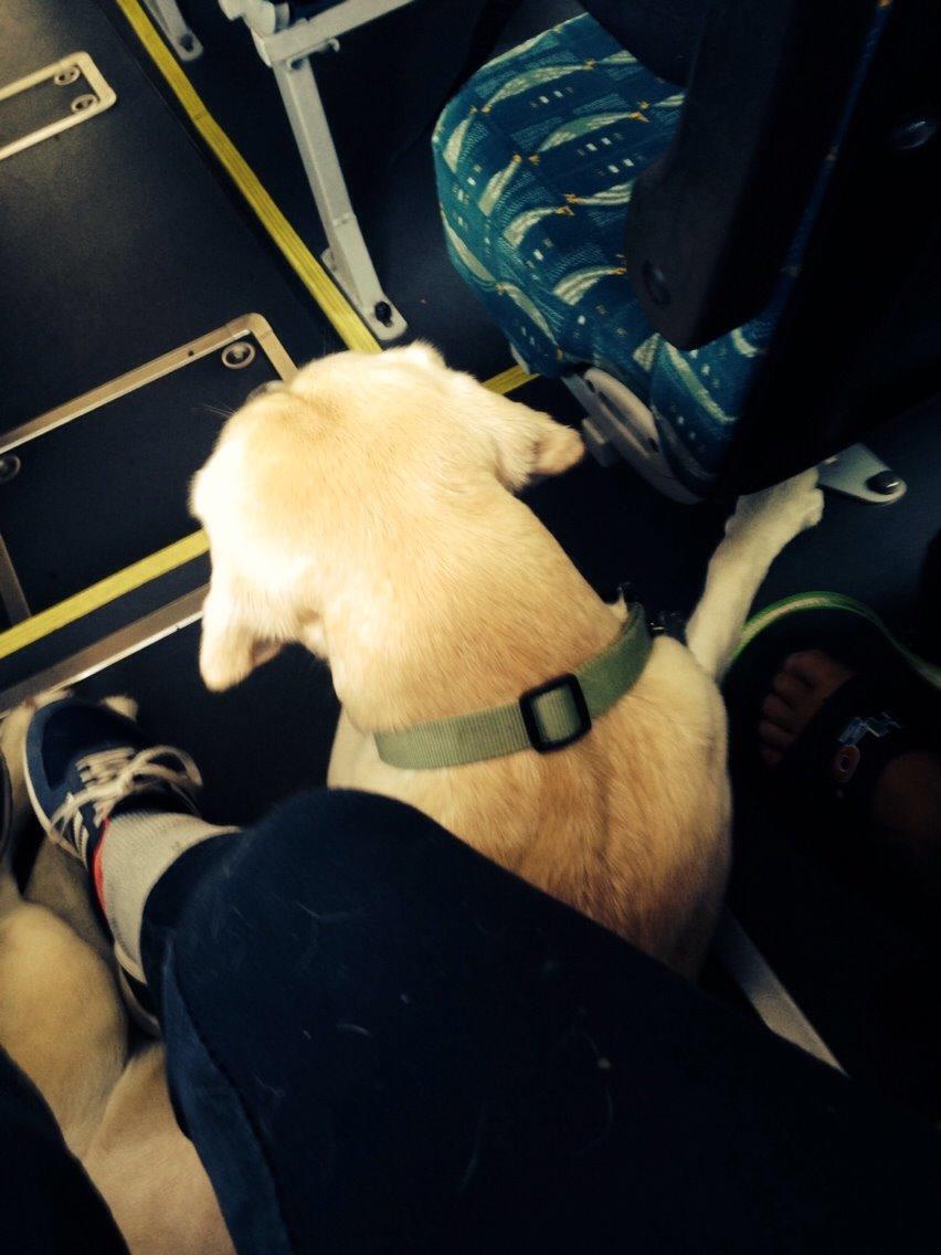 Labrador retriever Coda billede 16