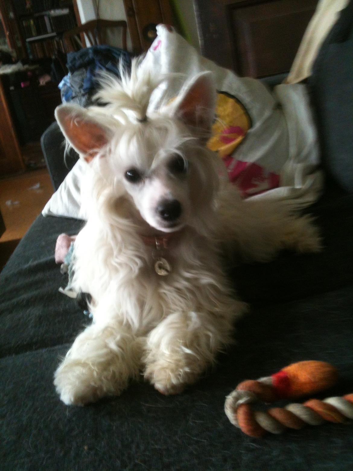 Chinese crested powder puff Dainty Moonbeam of Candymoor castle billede 4