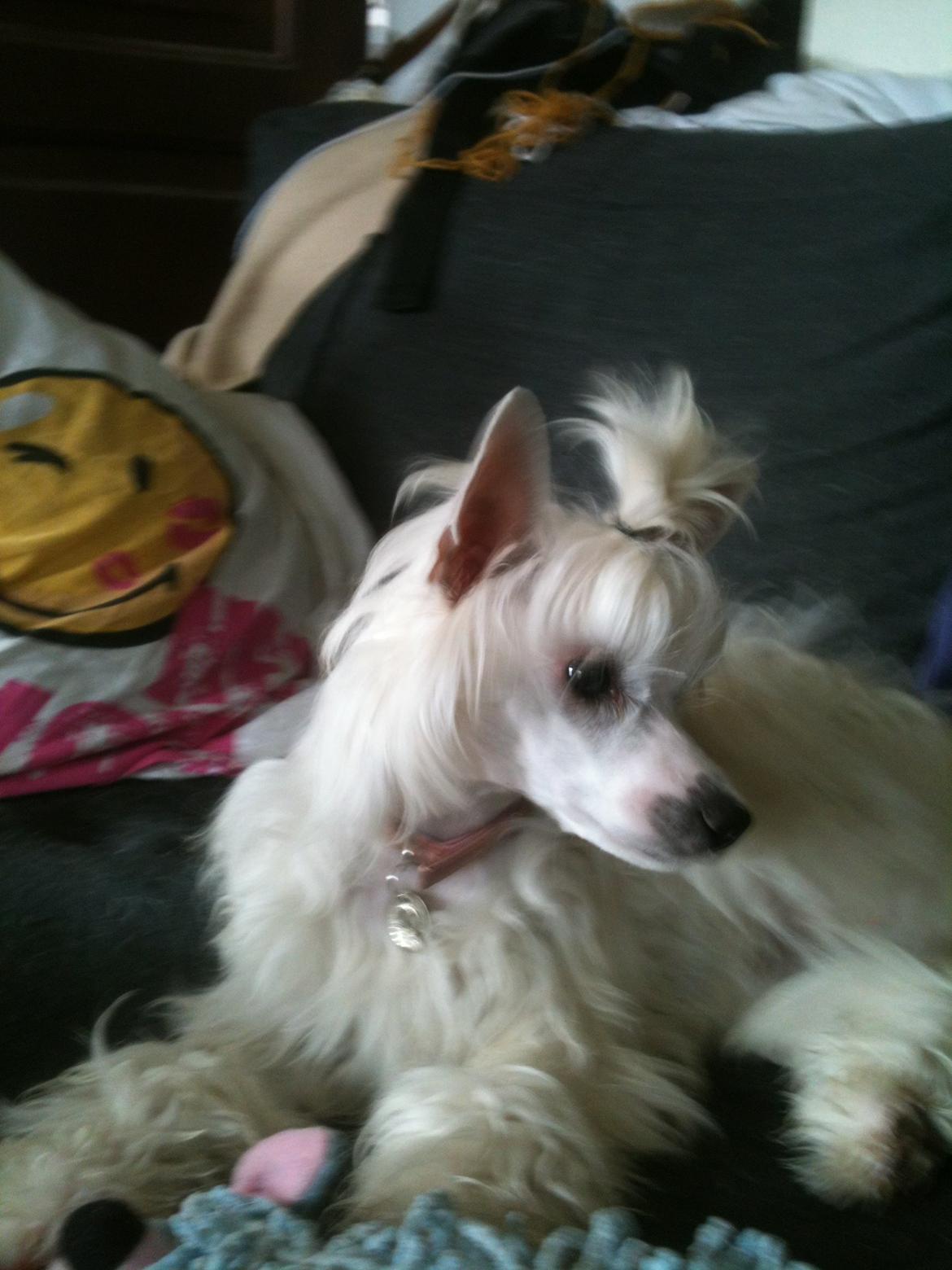 Chinese crested powder puff Dainty Moonbeam of Candymoor castle billede 9
