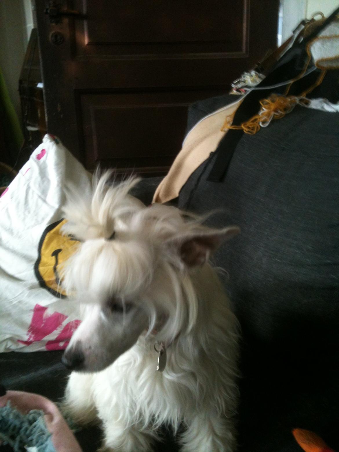 Chinese crested powder puff Dainty Moonbeam of Candymoor castle billede 10