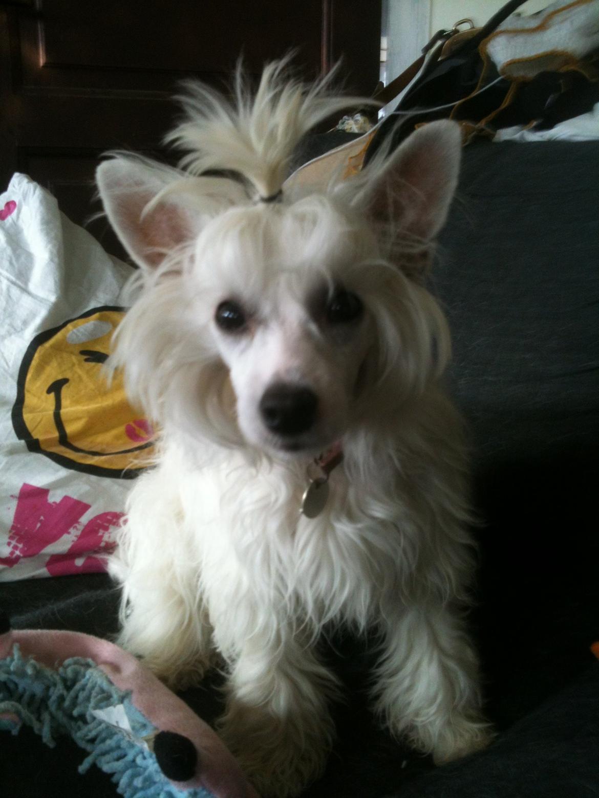 Chinese crested powder puff Dainty Moonbeam of Candymoor castle billede 11