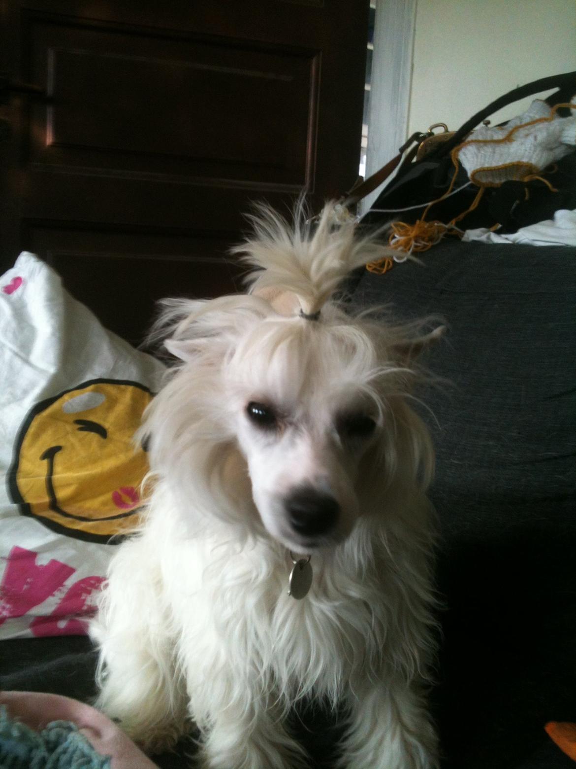 Chinese crested powder puff Dainty Moonbeam of Candymoor castle billede 12
