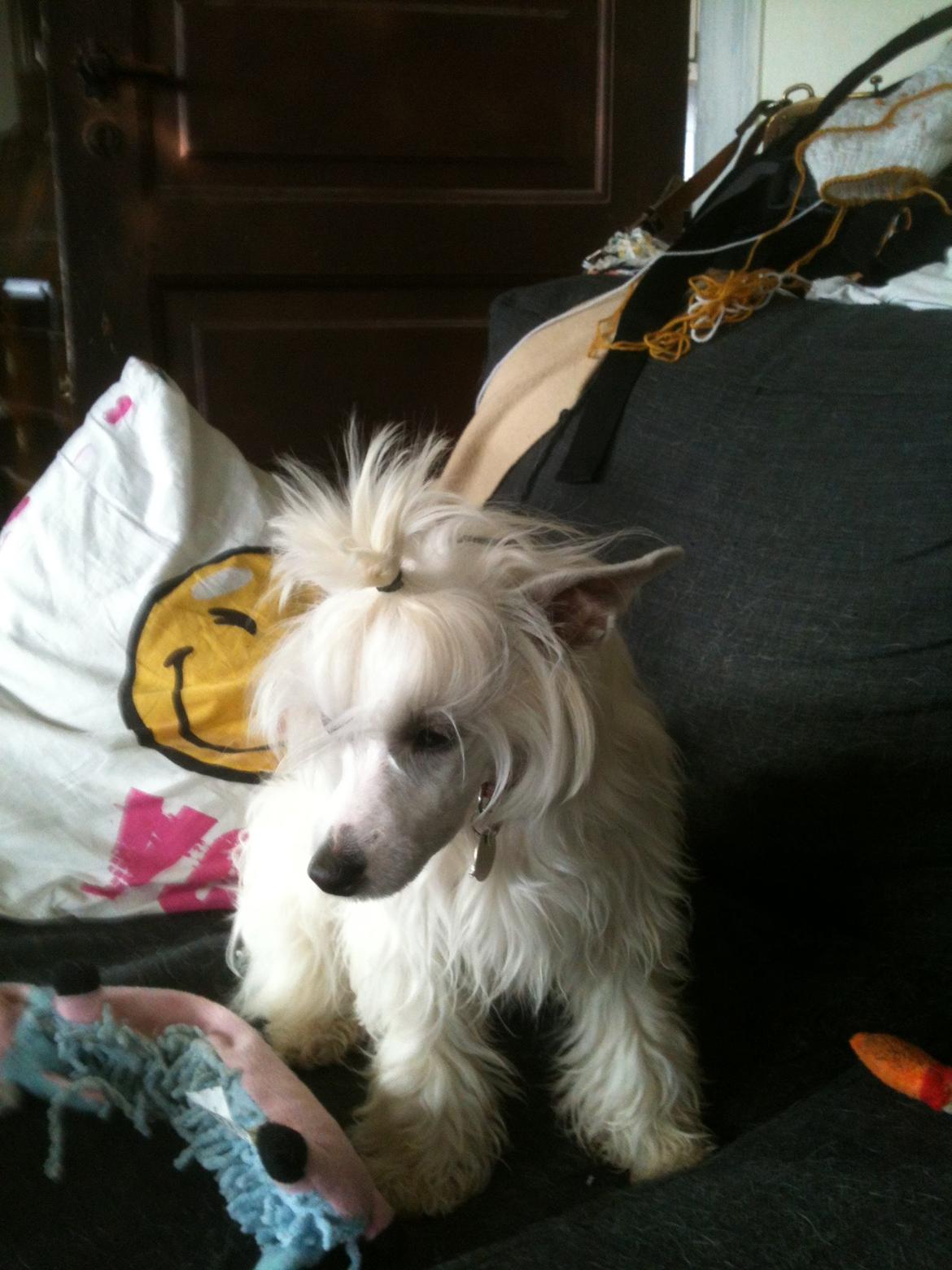 Chinese crested powder puff Dainty Moonbeam of Candymoor castle billede 13