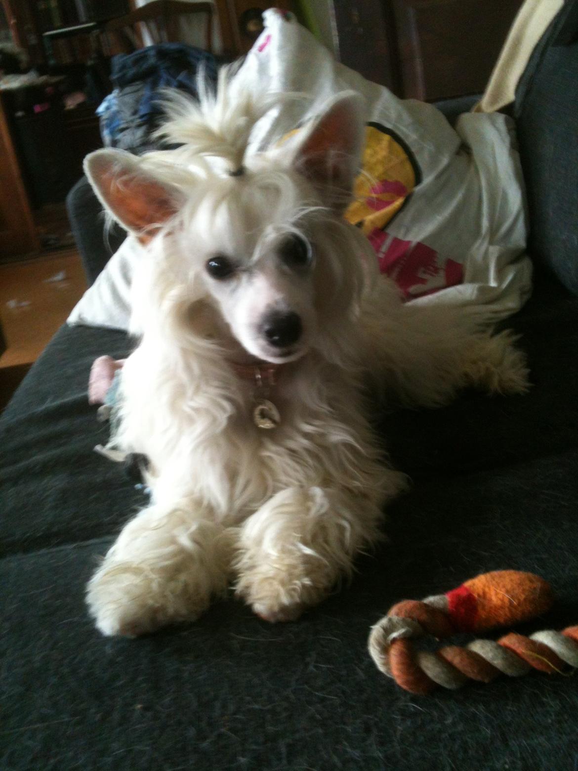 Chinese crested powder puff Dainty Moonbeam of Candymoor castle billede 14