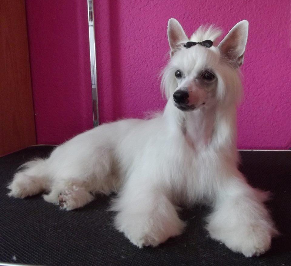 Chinese crested powder puff Dainty Moonbeam of Candymoor castle billede 2