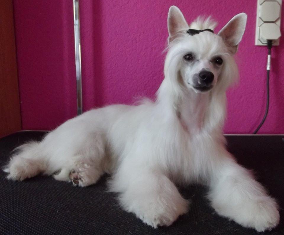 Chinese crested powder puff Dainty Moonbeam of Candymoor castle billede 3