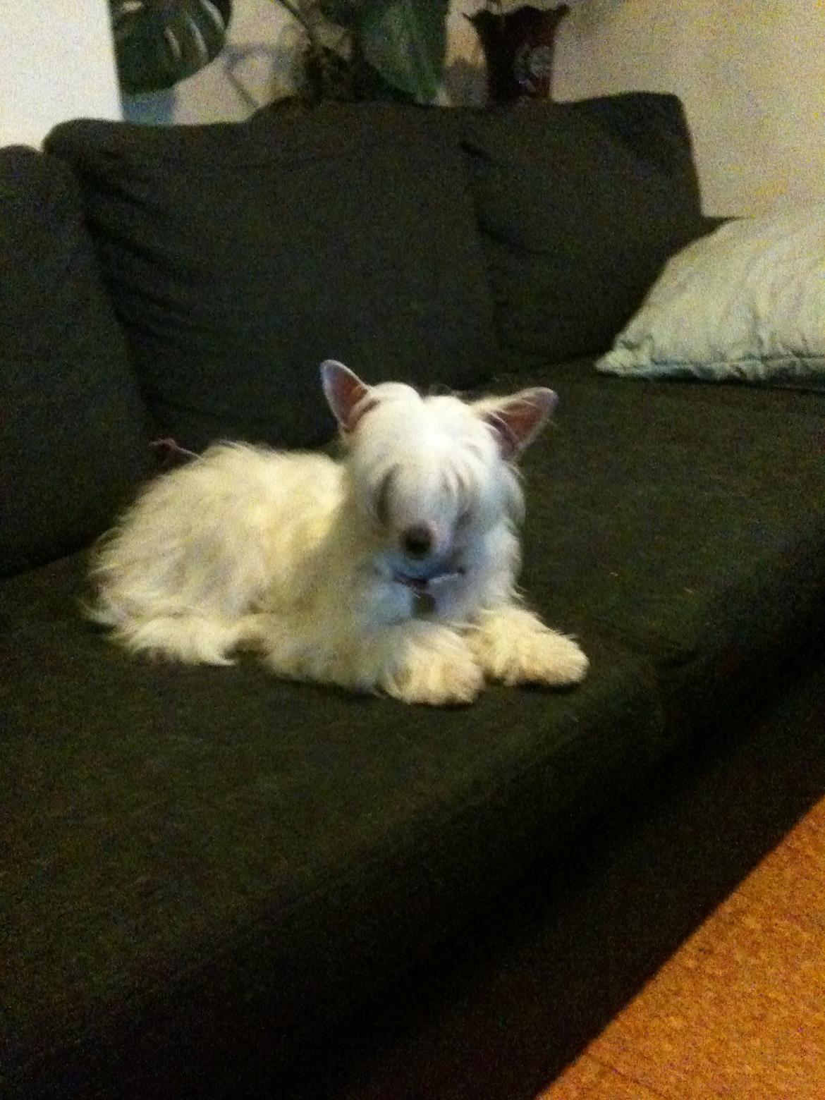 Chinese crested powder puff Dainty Moonbeam of Candymoor castle billede 6