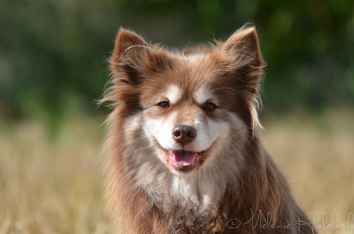 Finsk lapphund Fjällfarmens Qikki - Verdens gladeste Qira! <3 billede 6