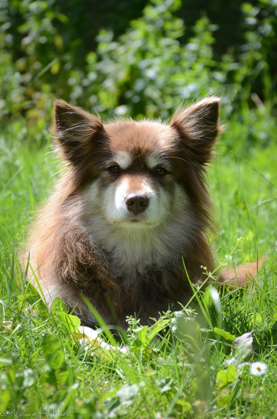 Finsk lapphund Fjällfarmens Qikki billede 10
