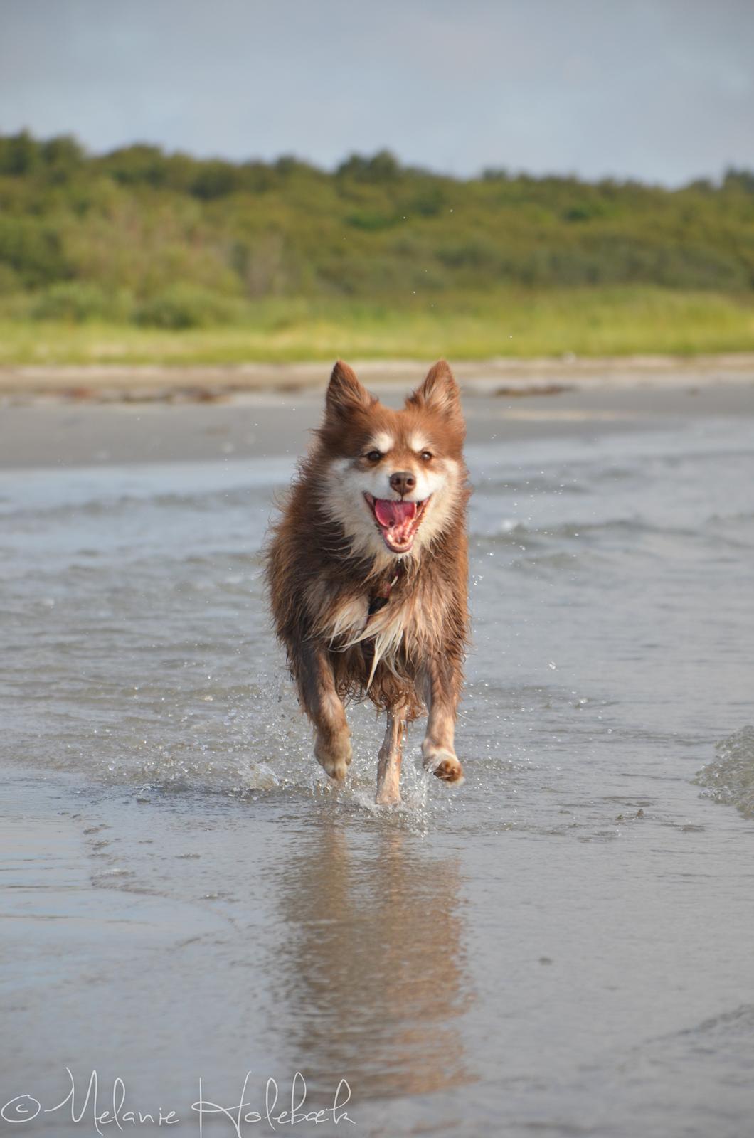 Finsk lapphund Fjällfarmens Qikki billede 11