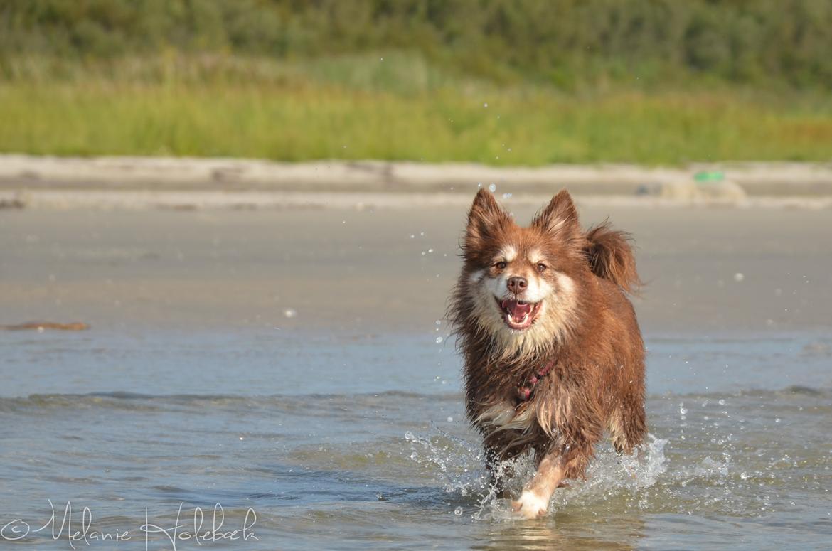 Finsk lapphund Fjällfarmens Qikki billede 12