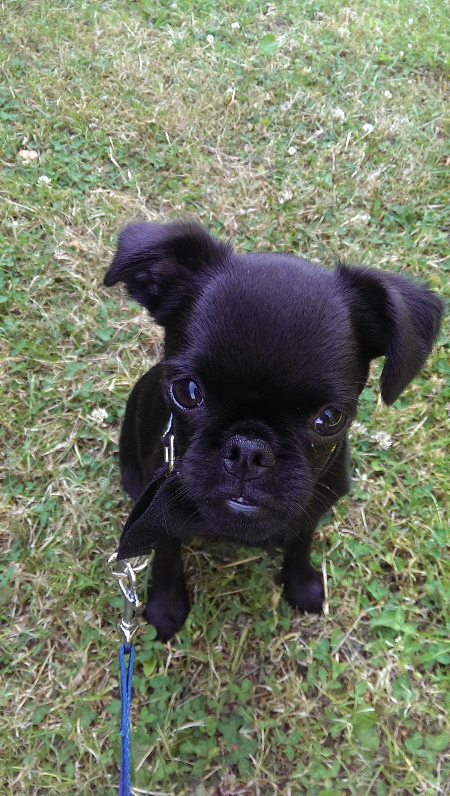 Griffon petit brabancon Niels Elmer billede 1