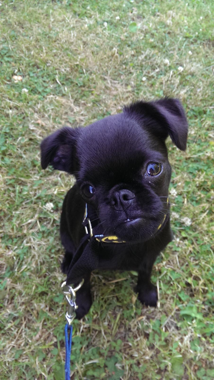 Griffon petit brabancon Niels Elmer billede 2