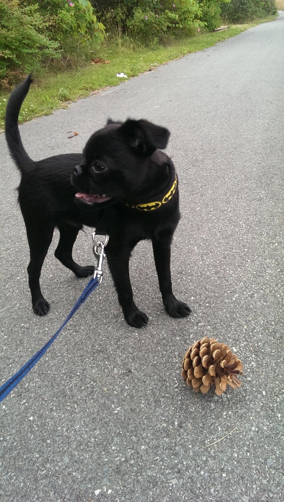 Griffon petit brabancon Niels Elmer billede 3