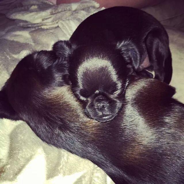 Griffon petit brabancon Niels Elmer billede 4